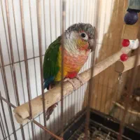 طوطی (گرینچیک) باقفسه