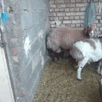 میش چینی با بره|حیوانات مزرعه|بیرجند, |دیوار