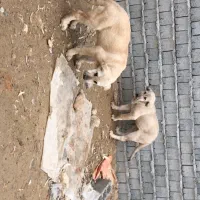 2 تا توله دزدیده شده