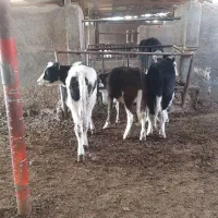 گوساله ماده تلیسه|حیوانات مزرعه|مشهد, خواجه ربیع|دیوار