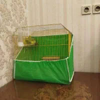 ۳ عدد مرغ عشق|پرنده|آبادان, |دیوار