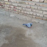 کبوتر مسافتی|پرنده|بجنورد, |دیوار