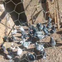 مسافتی|پرنده|کازرون, |دیوار