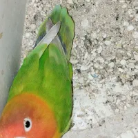 فروش معاوضه کوتوله رنگ خاص نژاد اپلاین گرین ومارال|پرنده|تربت جام, علوی|دیوار