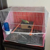 مرغ عشق نر و ماده