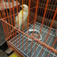 نوچه قناری لیمویی پای چپش یکم مشکل داره