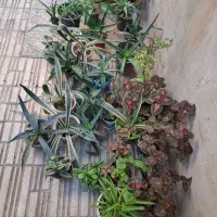 گل و گیاه طبیعی