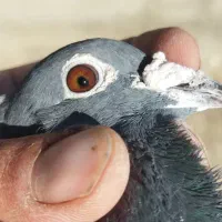 مسافتی|پرنده|اردبیل, |دیوار