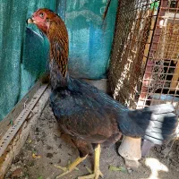 خروس‌ومرغ‌لاری