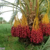 نیازمند 50عدد درخت جاگردانی