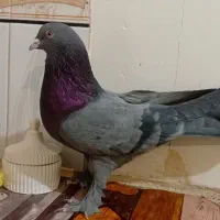 کبوتر نر اهنی فروشی|پرنده|کیار, |دیوار