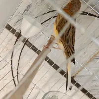 قناری نر مست
