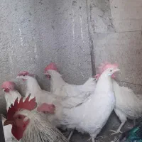 مرغ و و خروس قربانی
