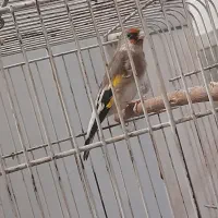 دوتا قناری و دوتا سهره کرمانی