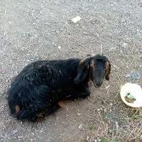 بز آبستن جوان