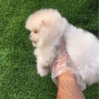 پامرانین کیفیت بمب|سگ|مشهد, آبادگران|دیوار