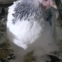 برهما لایت|حیوانات مزرعه|قزوین, |دیوار