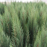 نهالستان ، تولید نهال میوه و نهال زینتی،انواع گل|خدمات باغبانی و درختکاری|فلاورجان, |دیوار