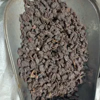 کشمش آفتابی ارگانیک ۱۹۰