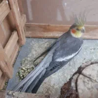 عروس هلندی نر|پرنده|اردکان, |دیوار