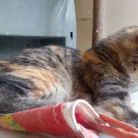 پیشی گربه|گربه|مشهد, نظام دوست|دیوار