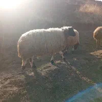 دو عدد گوسفند ابستن