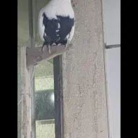 کبوتر|حیوانات|مشهد, بلال|دیوار