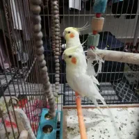 عروس هلندی|پرنده|ایذه, |دیوار