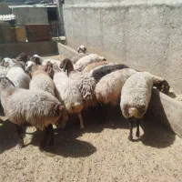 میش داشتی نژاد افشار مهربان|حیوانات مزرعه|کهریزک, |دیوار