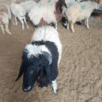 بره نر