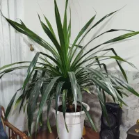 گل پاندانوس