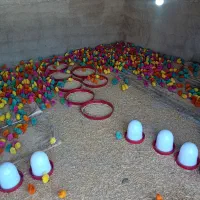 فروش جوجه گل پایگانی