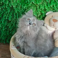 توله پرشین کت عروسکی|گربه|اراک, |دیوار