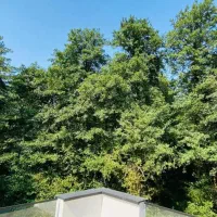 اجاره ویلا نوساز استخردار جنگلی پلاک اول جنگل|اجارهٔ کوتاه‌مدت ویلا و باغ|نور, |دیوار