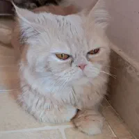 گربه پرشین نر ۳ ساله