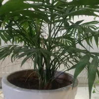 نخل شادورما بزرگ