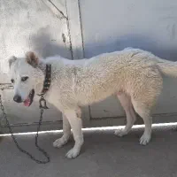 سگ نگهبان ( خراسان - افغان )