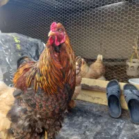 باسلام یکعدد خروس برهمایی اصیل مناسب برای جوجه کشی