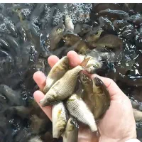 فروش بچه ماهی