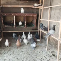 کفتر فروشی|پرنده|قوچان, |دیوار