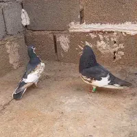 کفتر دو جفت شهری گل زرد شیش دونگ|پرنده|شیراز, تندگویان|دیوار