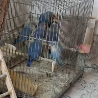 جوجه طوطی کوتوله برزیلی وایت فیس