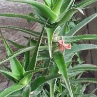 گل قشنگ وبا طراوت|گل و گیاه طبیعی|بجنورد, |دیوار