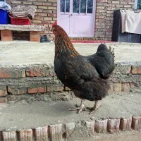 گله مرغ و خروس مولد