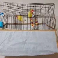 یک جفت طوطی برزیلی نروماده بالغ