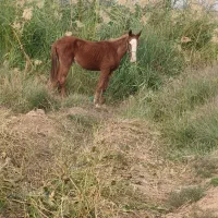 اسب|اسب و تجهیزات اسب‌سواری|حمیدیه, |دیوار