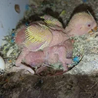 جوجه طوطی برزیلی