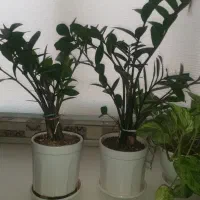 گل و گلدان|گل و گیاه طبیعی|ری, دیلمان|دیوار