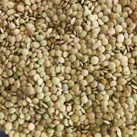 عدس بو جاری شده امسال