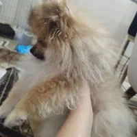 فروش توله پامرانین خرسی اورجینال نر